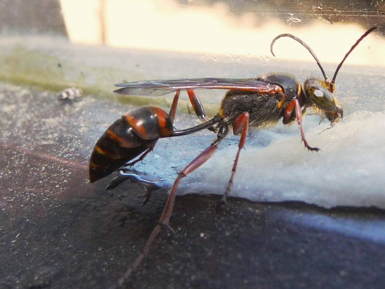 Celle e pupari di Sceliphron (Hensenia) curvatum, Sphecidae